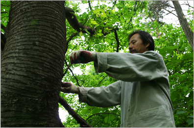 Selecting wood